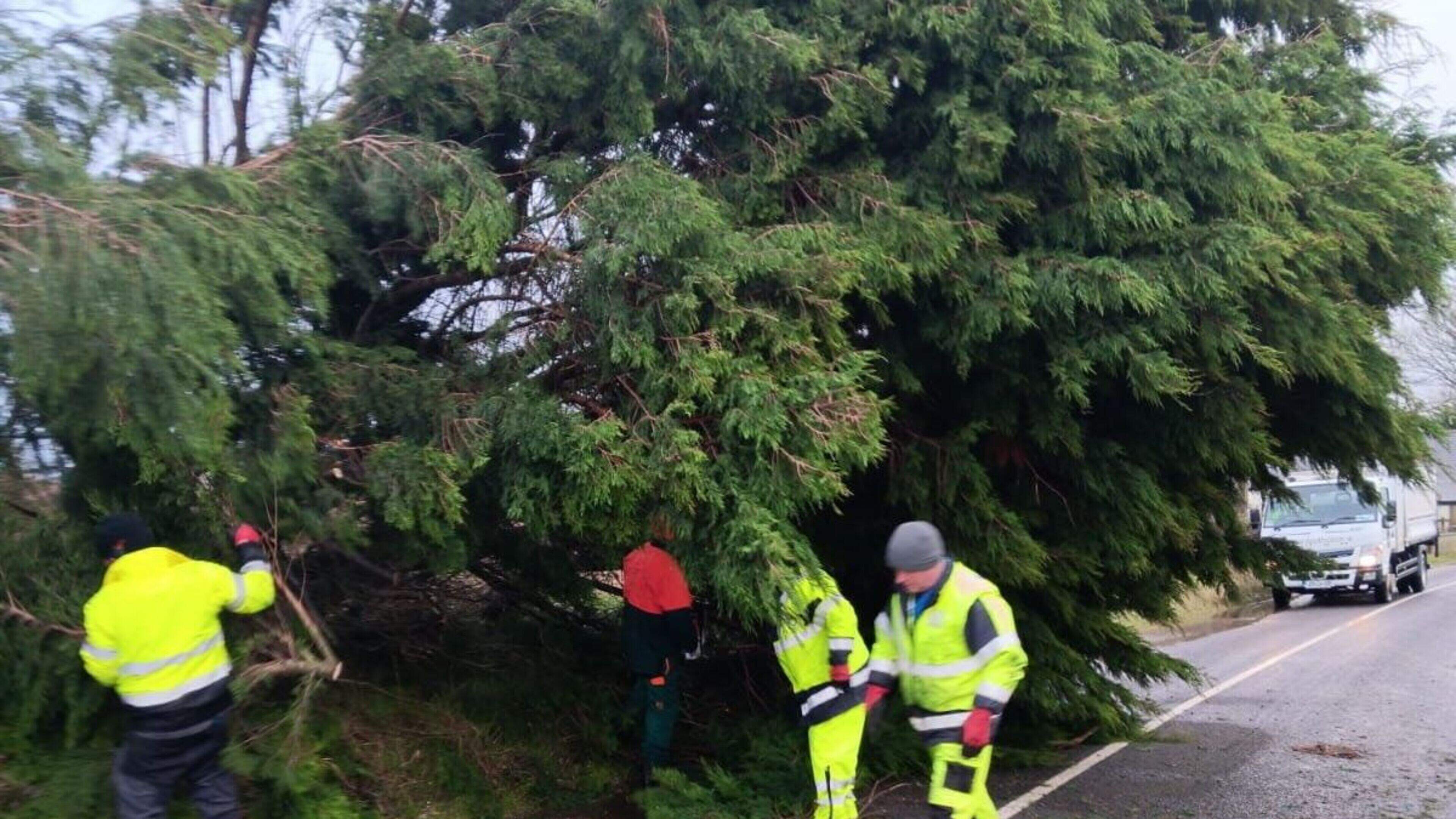 Overgrown trees prompt fresh calls for Louth council to develop maintenance strategy